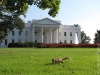 white_house_squirrel