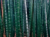 A stand of swaying bamboo at Saiho-ji creates a natural fence. Rustling stalks add the dimension of sound to the garden's atmosphere.